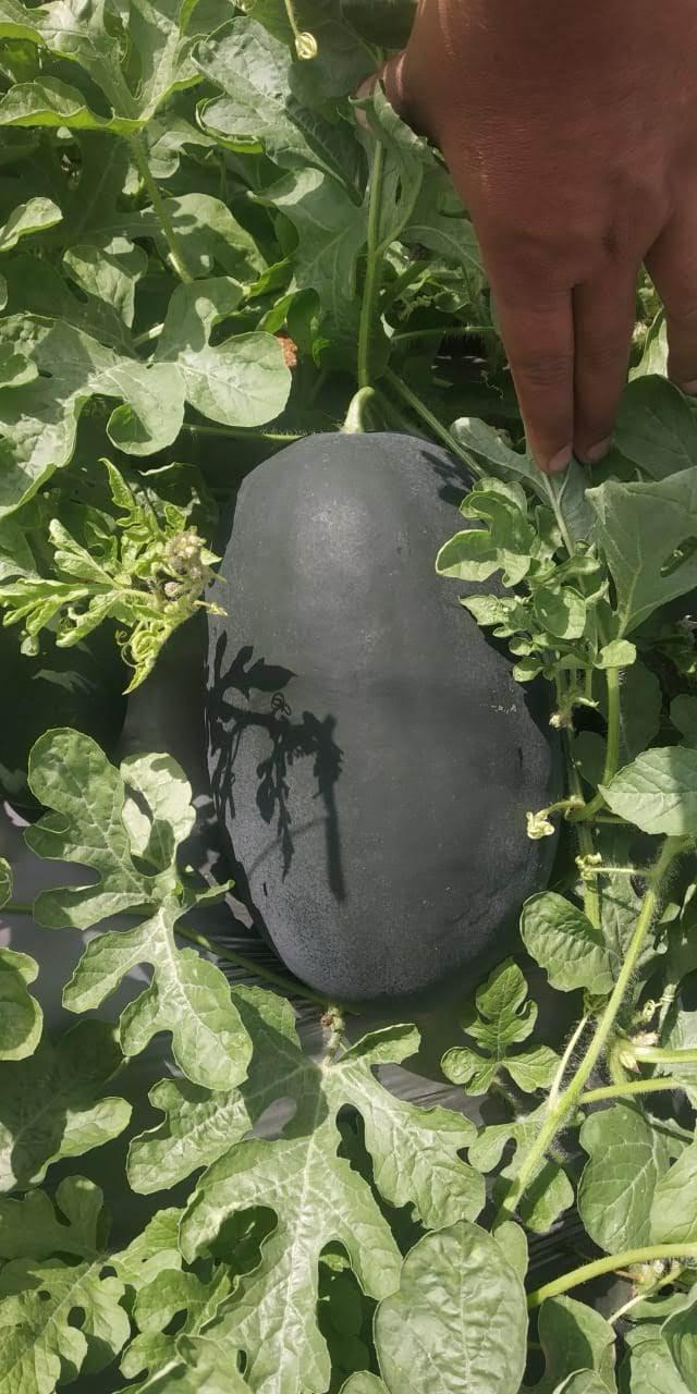 whatsapp image 2026 03 29 at 6.06.53 pm