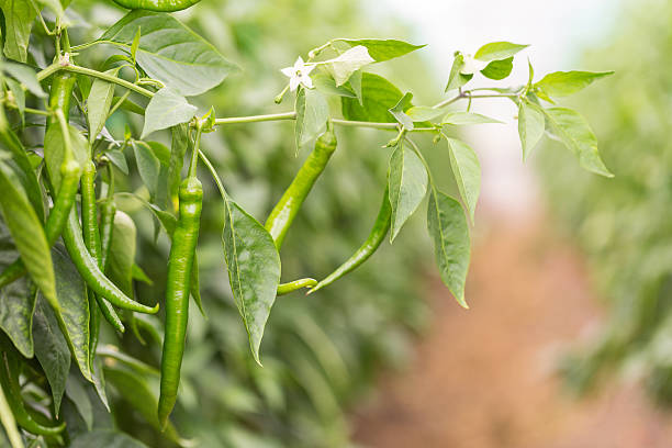 green chilli on farm greenhouse